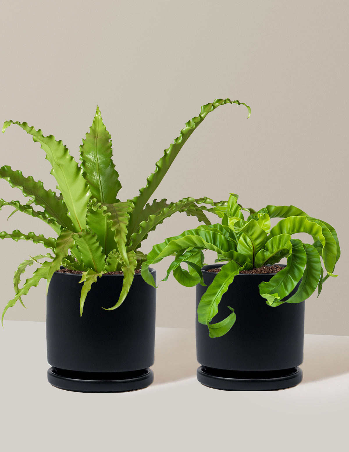 Fern Friends Duo