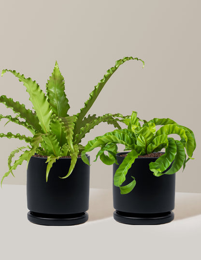 Fern Friends Duo