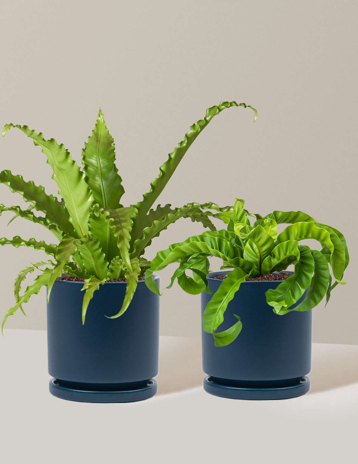 Fern Friends Duo