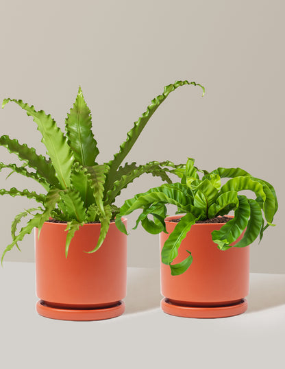 Fern Friends Duo