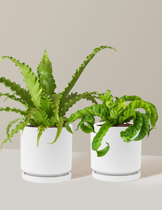 Fern Friends Duo