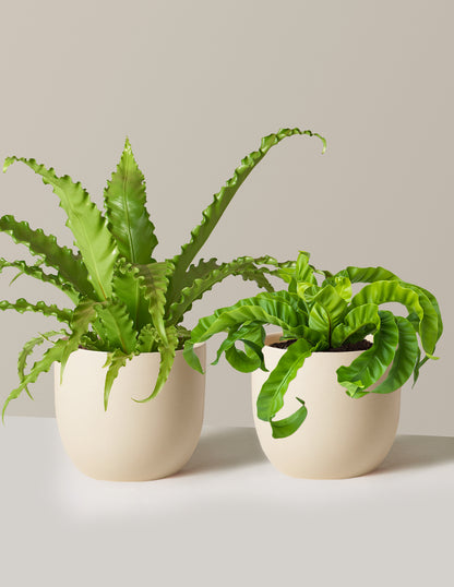 Fern Friends Duo