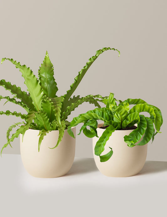 Fern Friends Duo