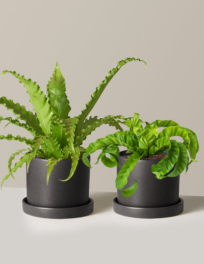 Fern Friends Duo