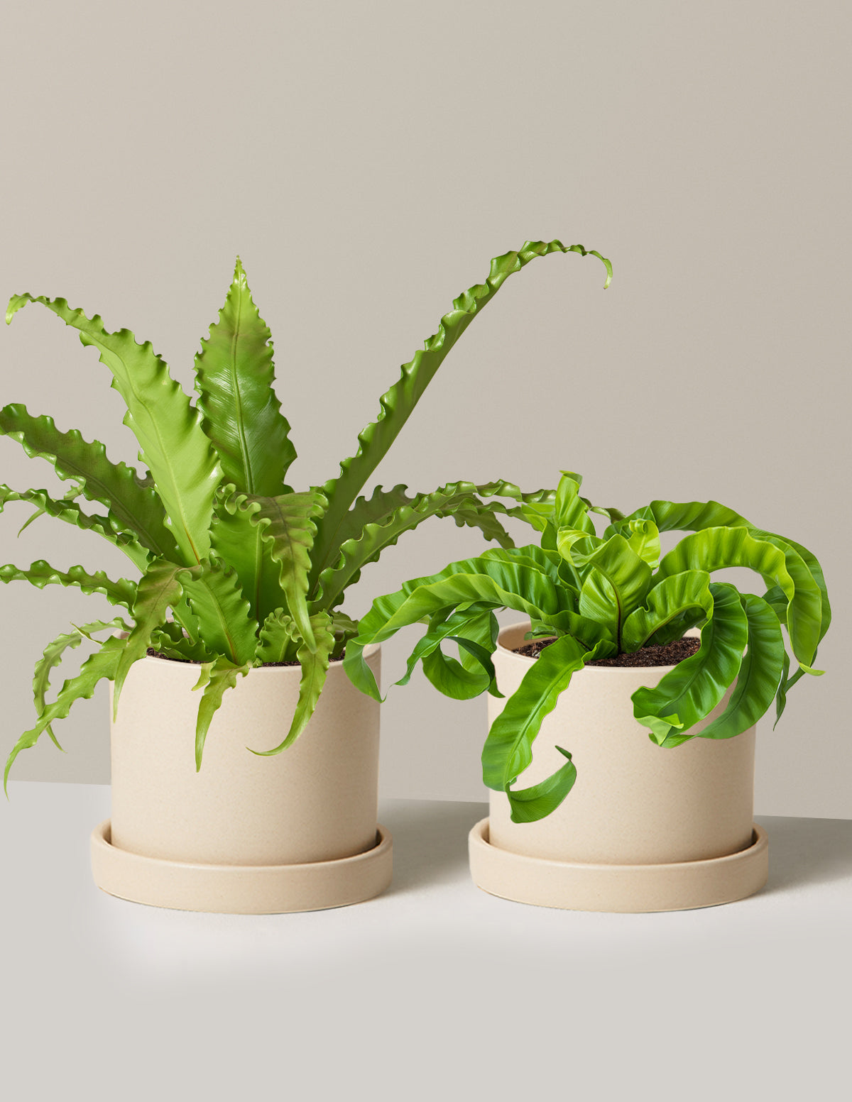 fern indoor plant Fern Friends Duo | Easy and Trendy Houseplants for Delivery