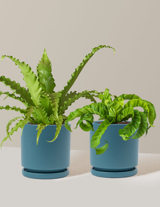 Fern Friends Duo