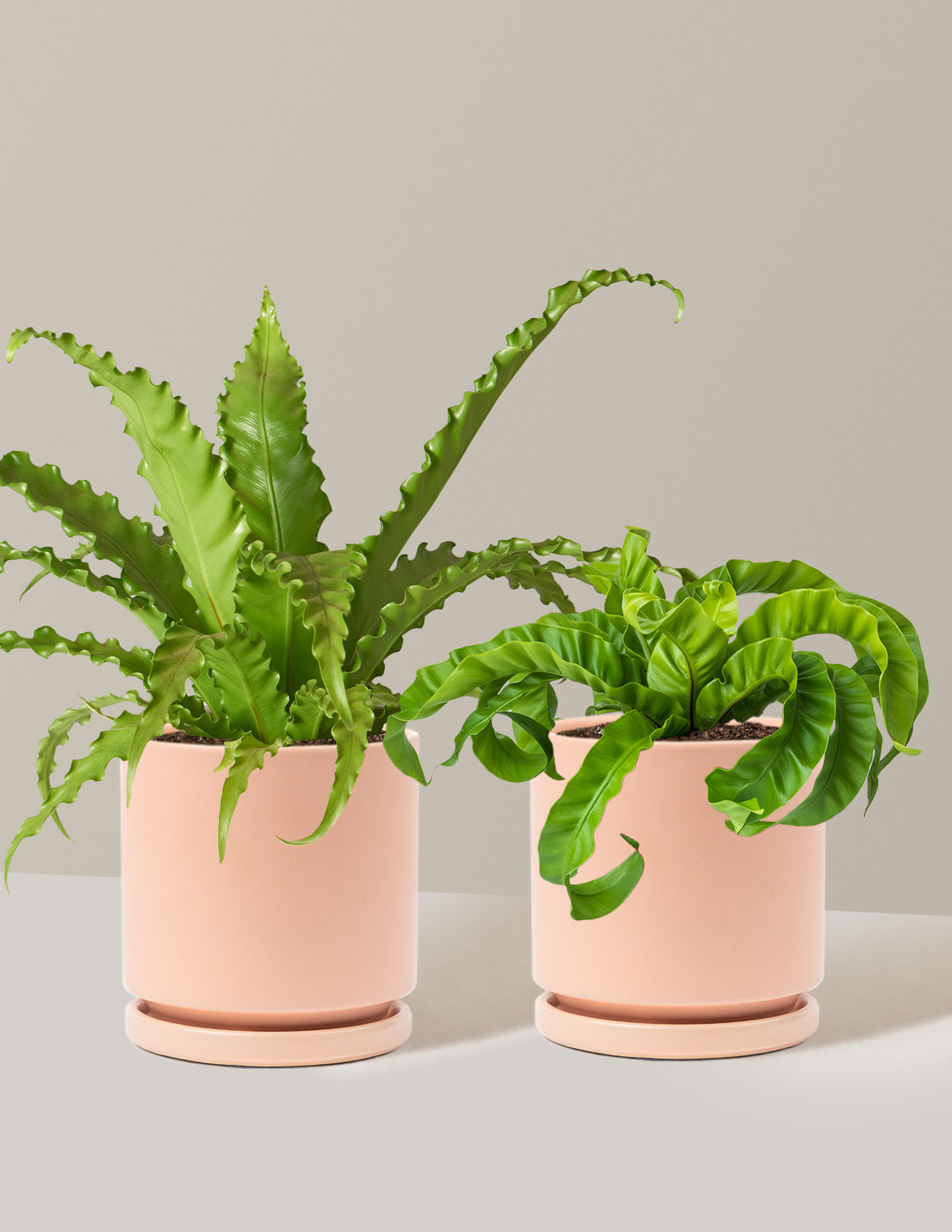 Fern Friends Duo