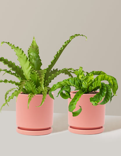 Fern Friends Duo
