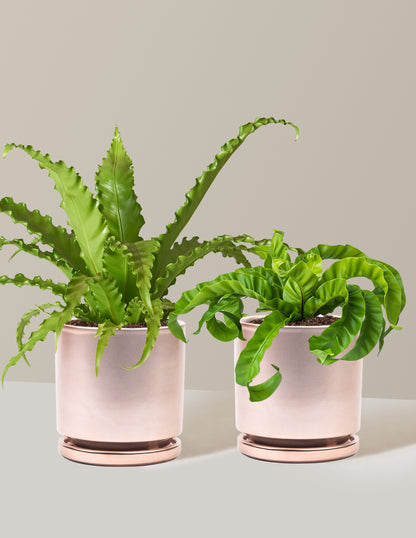 Fern Friends Duo