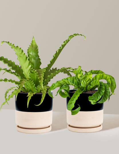 Fern Friends Duo