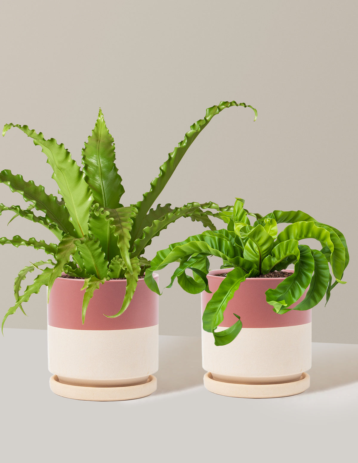 Fern Friends Duo