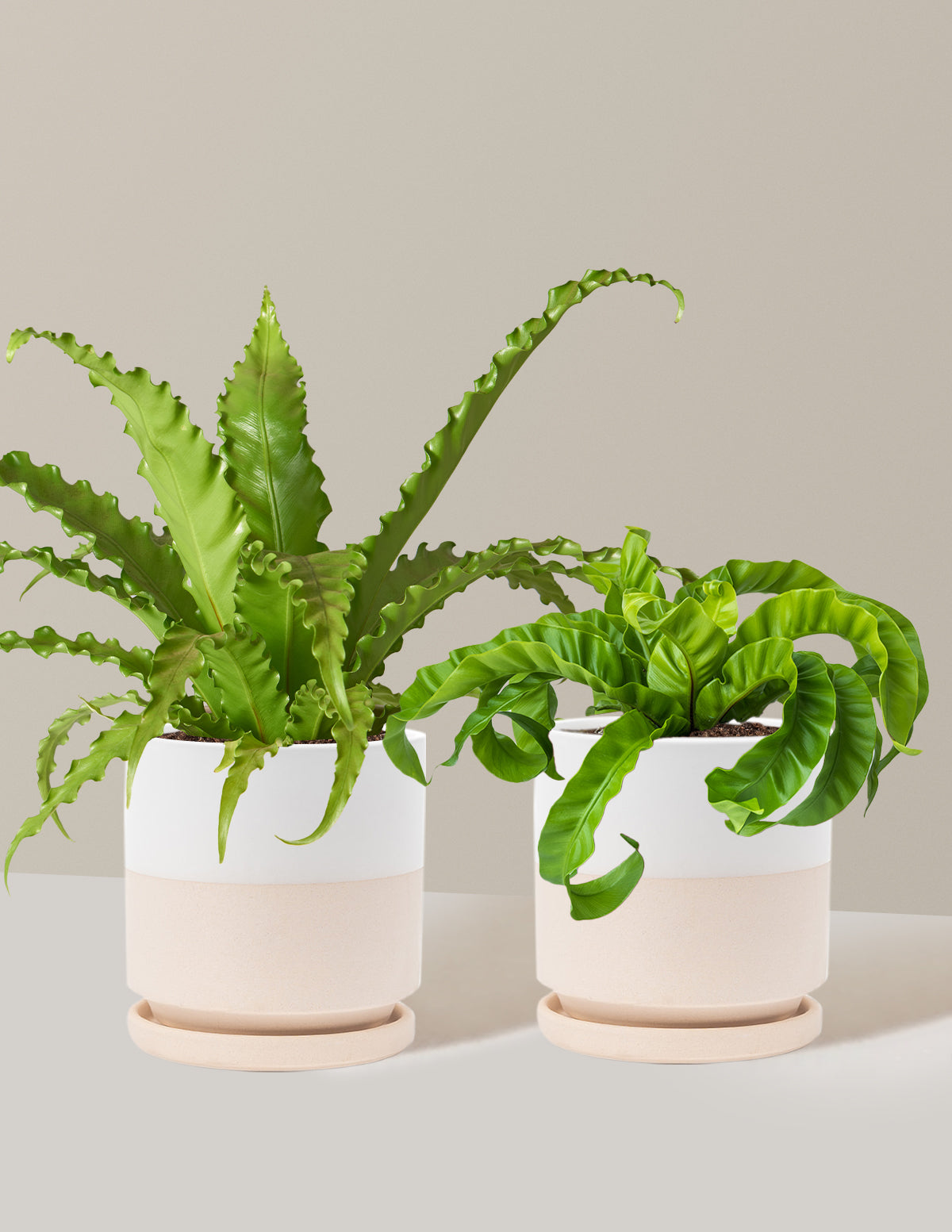 Fern Friends Duo