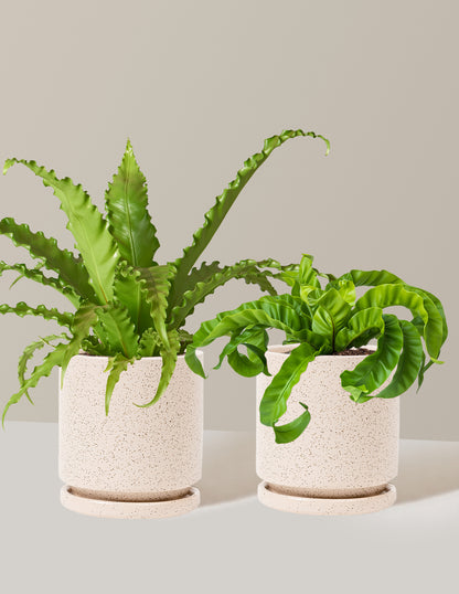 Fern Friends Duo