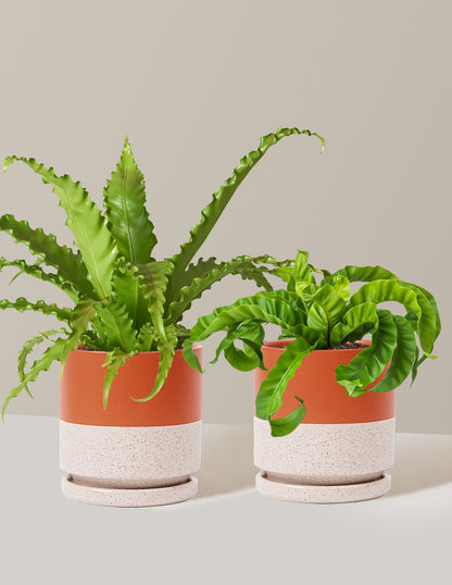 Fern Friends Duo