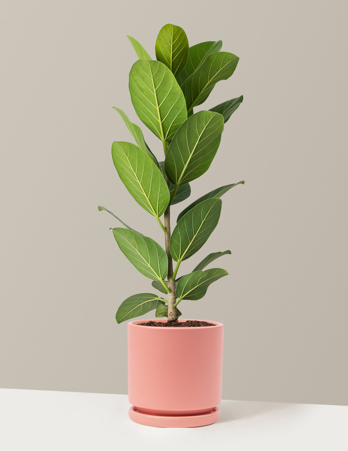 Ficus Audrey Bush