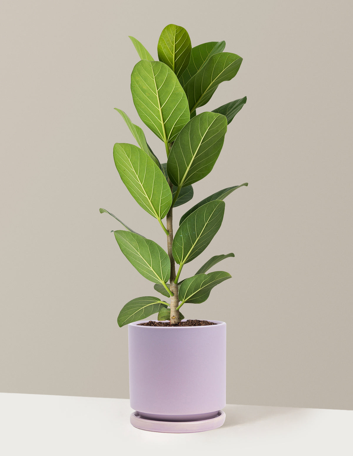 Ficus Audrey Bush