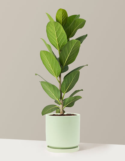 Ficus Audrey Bush