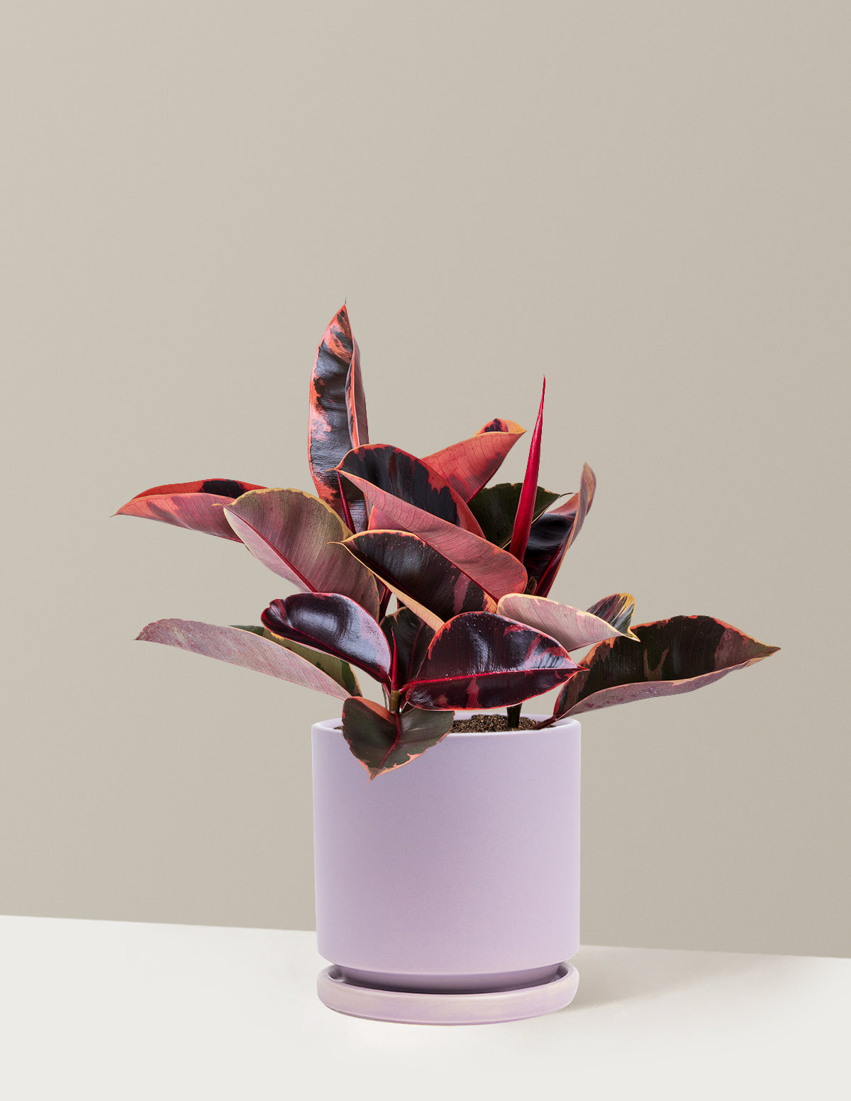 Ficus Ruby