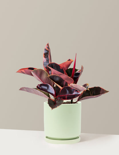 Ficus Ruby