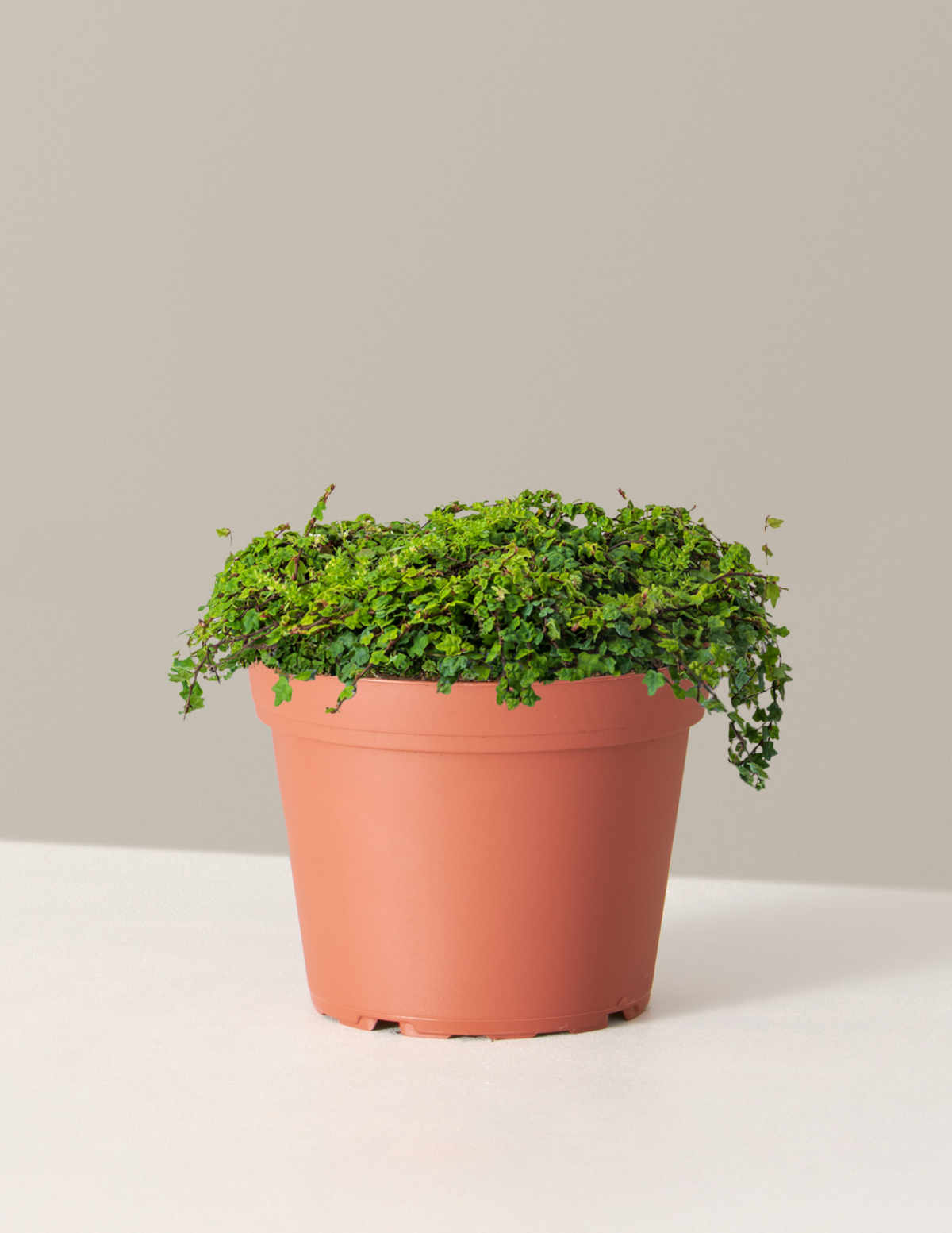 bundle | Medium | Grow Pot