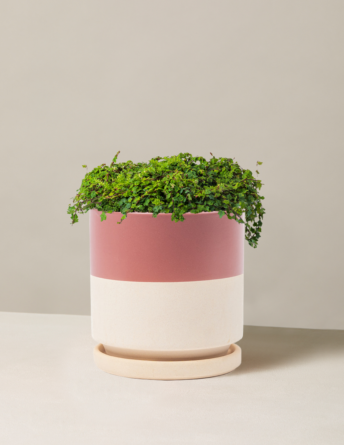 bundle | Medium | Isabella | Half Dusty Rose