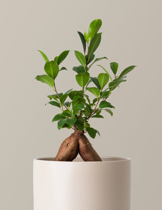 Ficus Ginseng