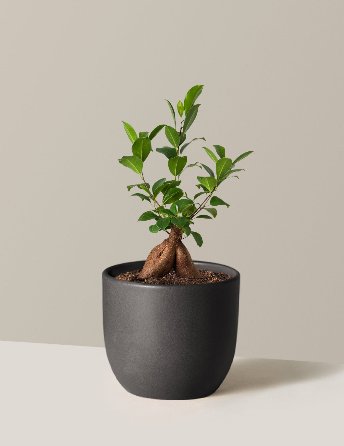 Ficus Ginseng
