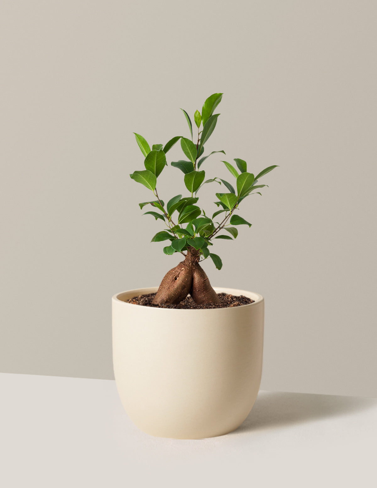 Ficus Ginseng