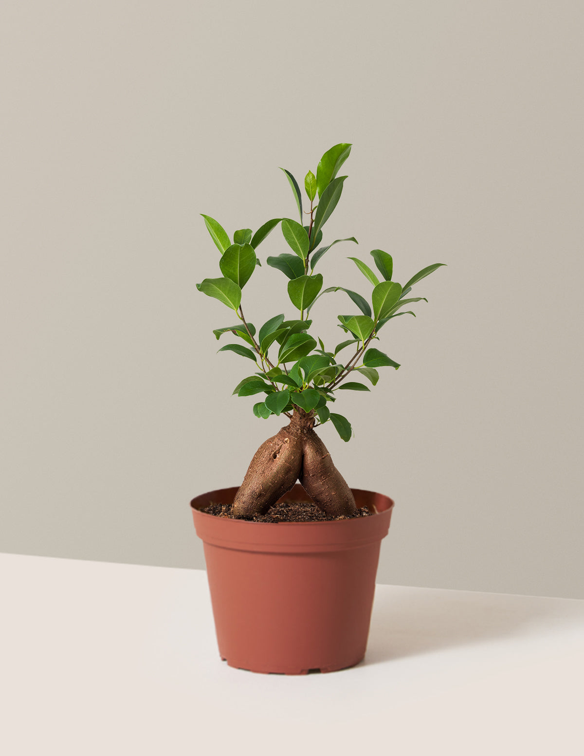 Ficus Ginseng