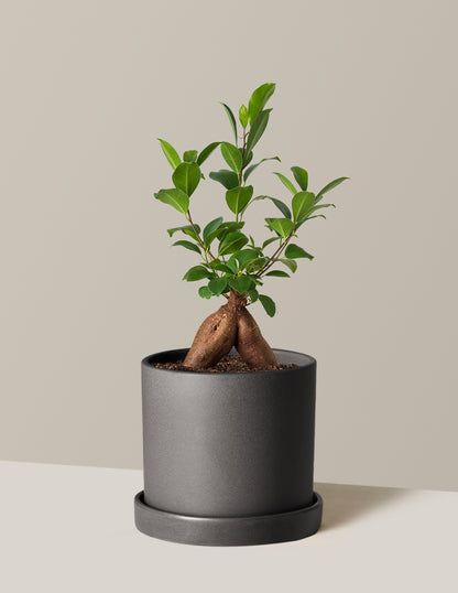 Ficus Ginseng