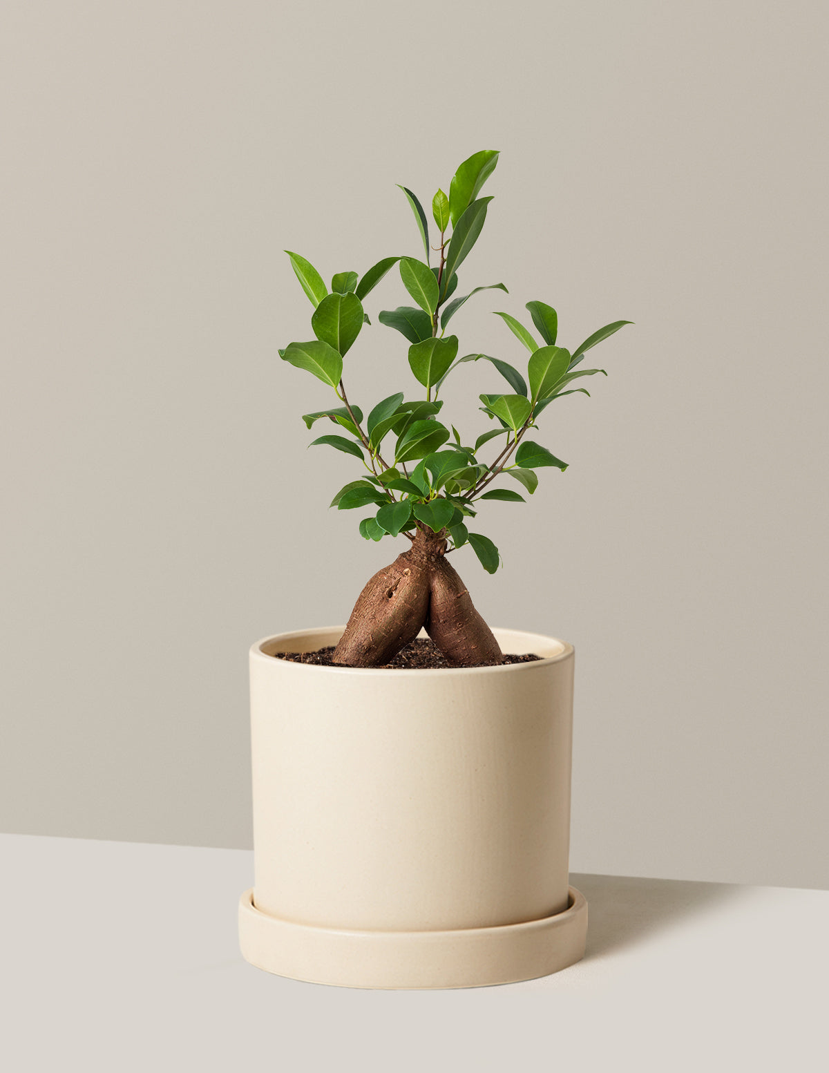 Ficus Ginseng
