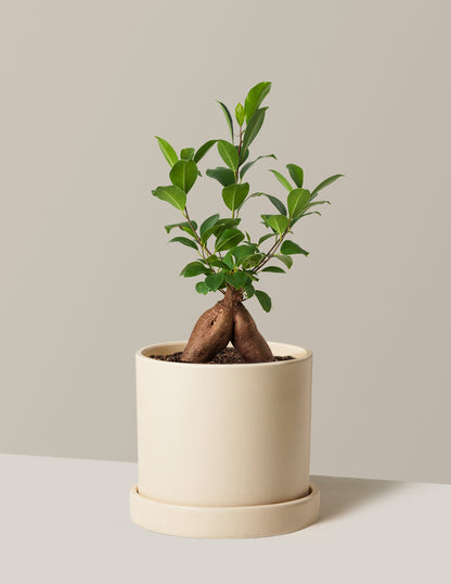 Ficus Ginseng
