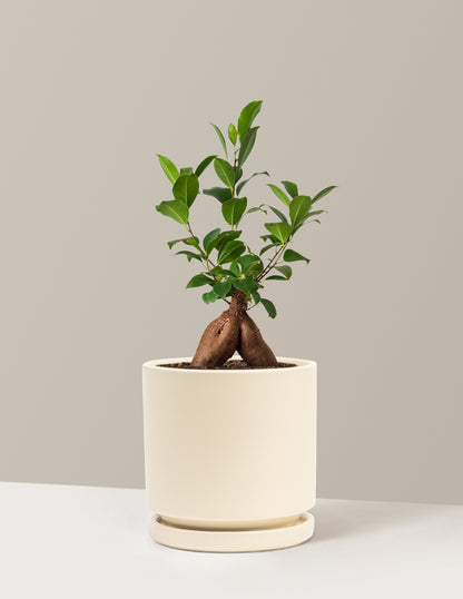 Ficus Ginseng