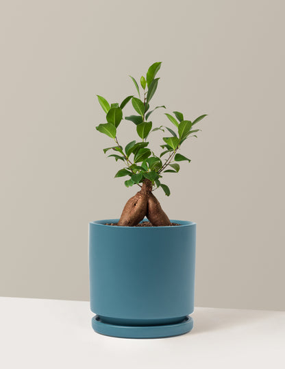 Ficus Ginseng