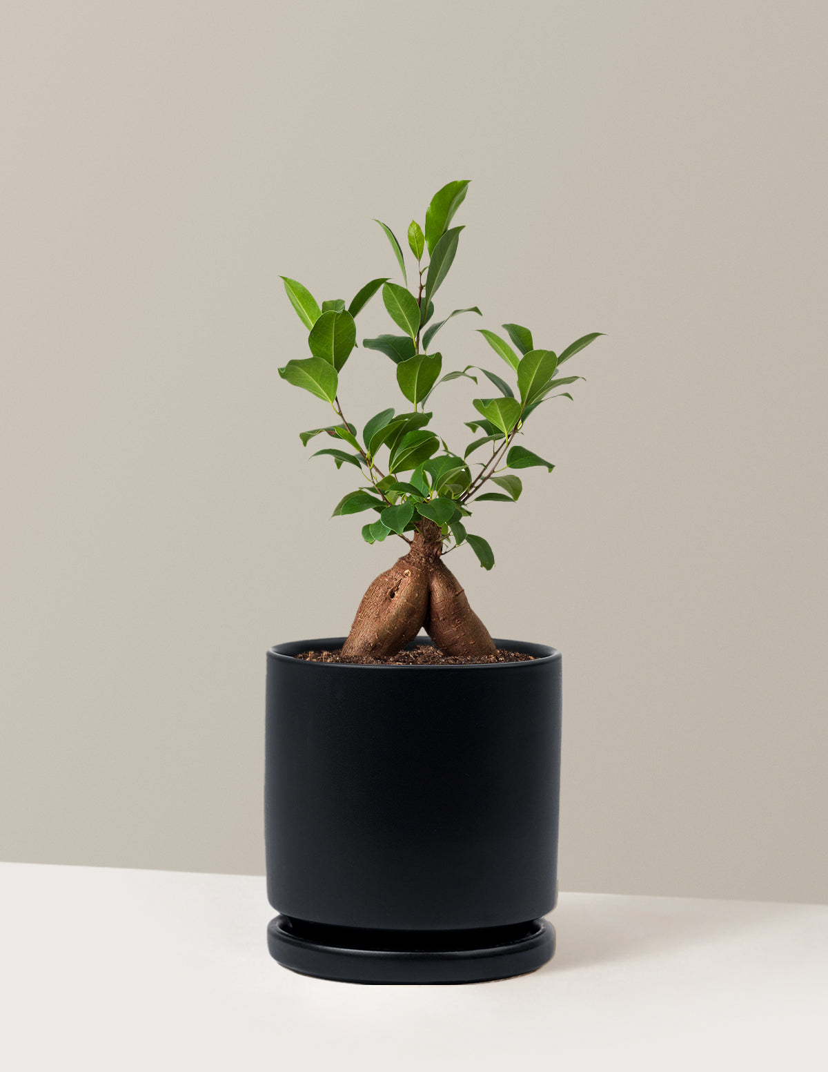 Ficus Ginseng