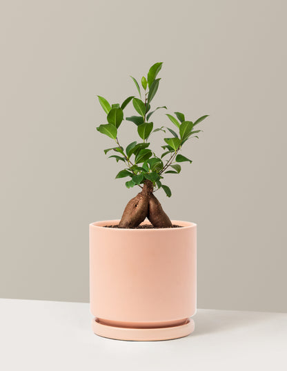 Ficus Ginseng