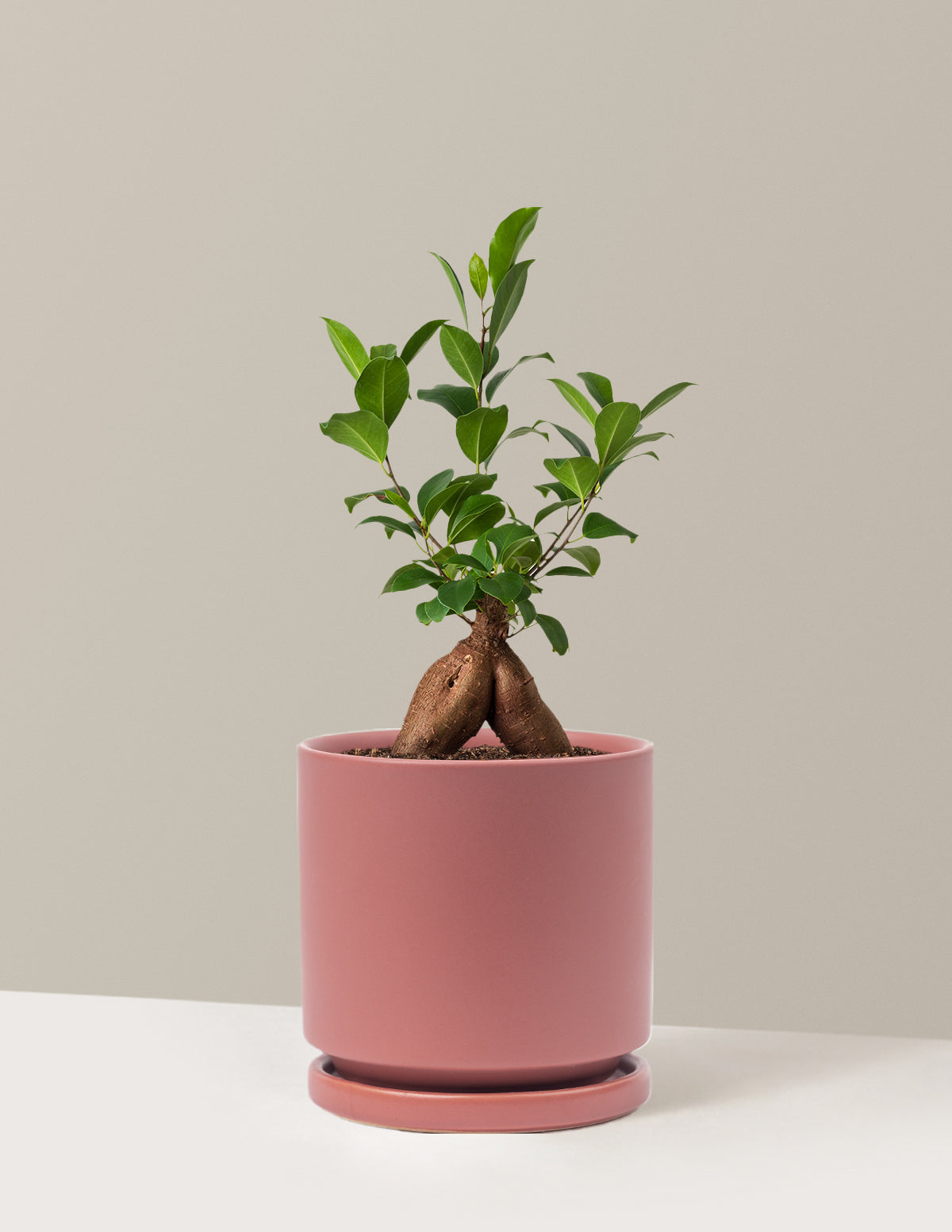 Ficus Ginseng