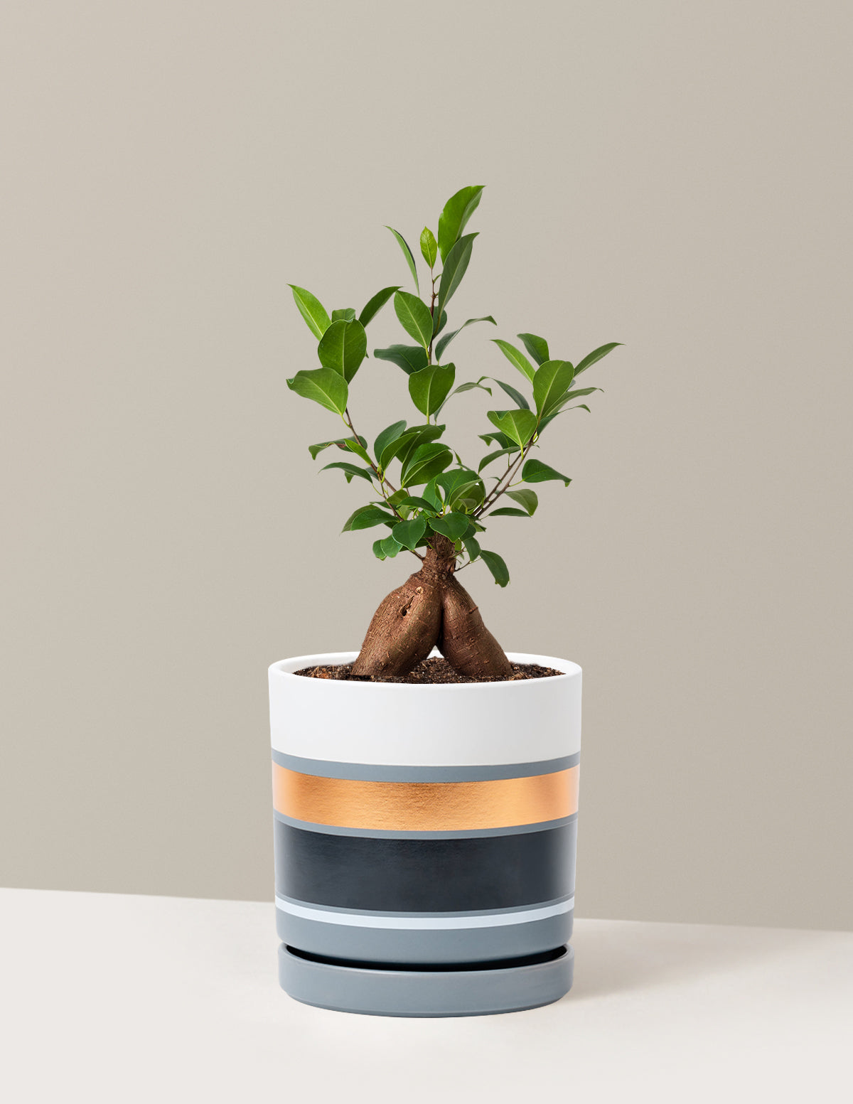 Ficus Ginseng