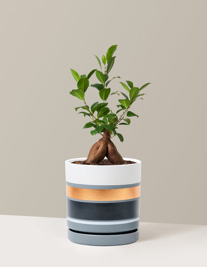 Ficus Ginseng