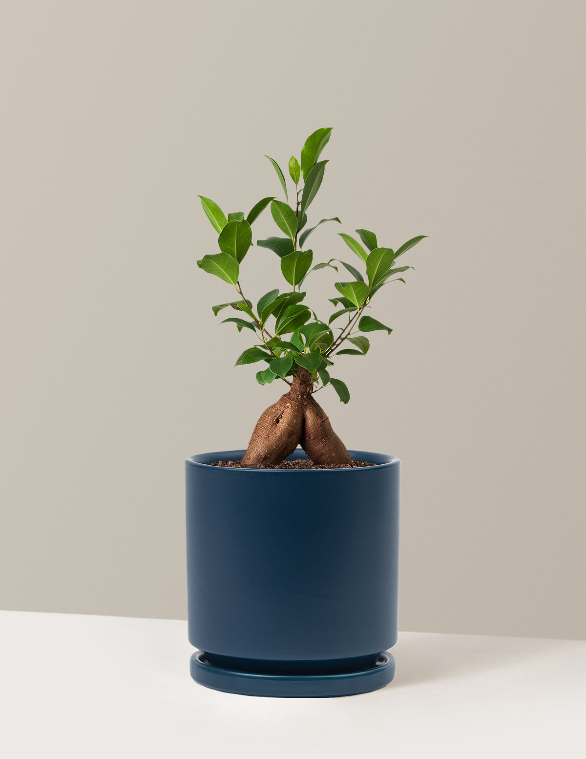 Ficus Ginseng