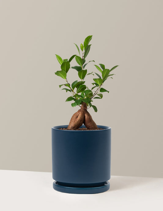 Ficus Ginseng