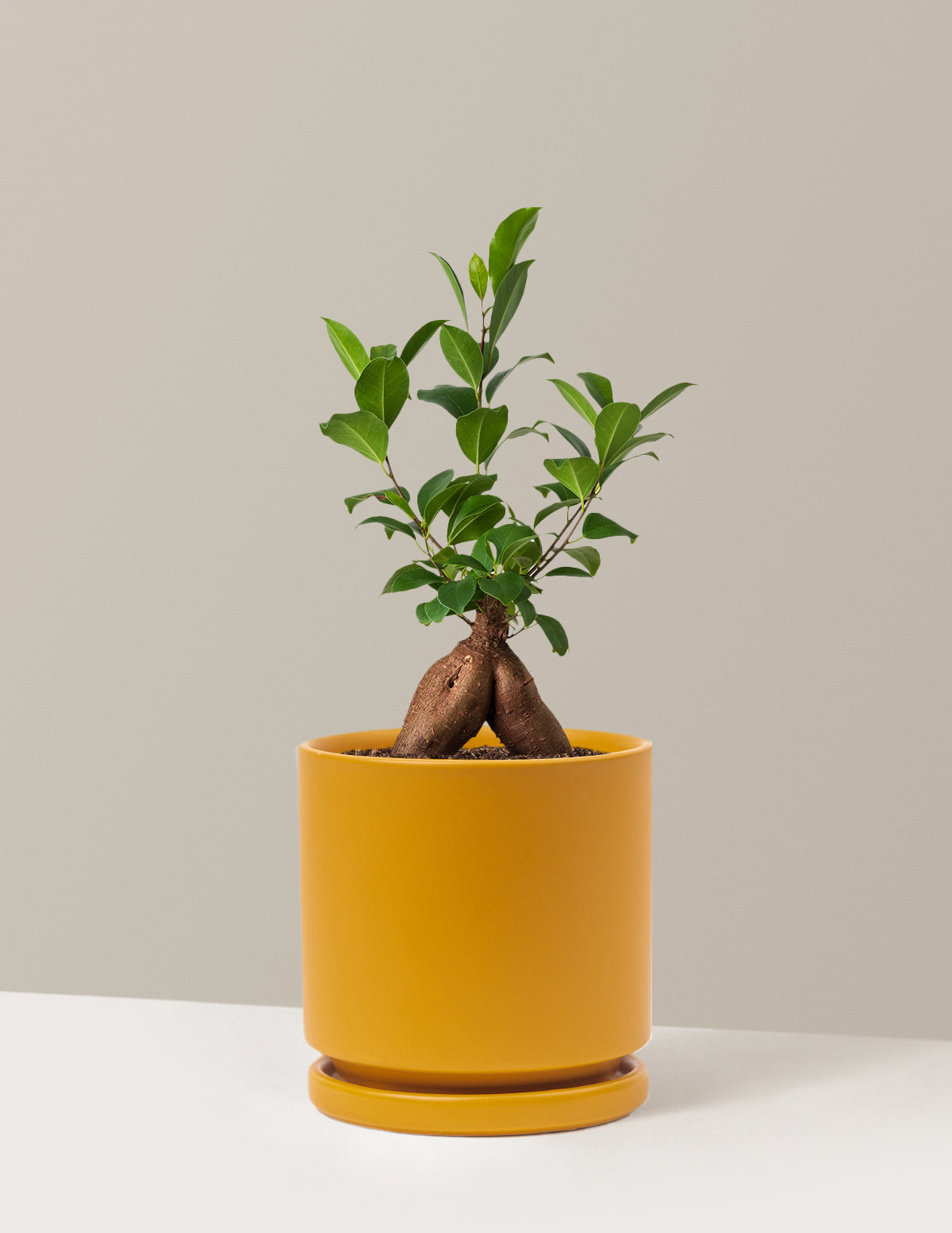 Ficus Ginseng