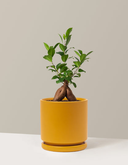 Ficus Ginseng