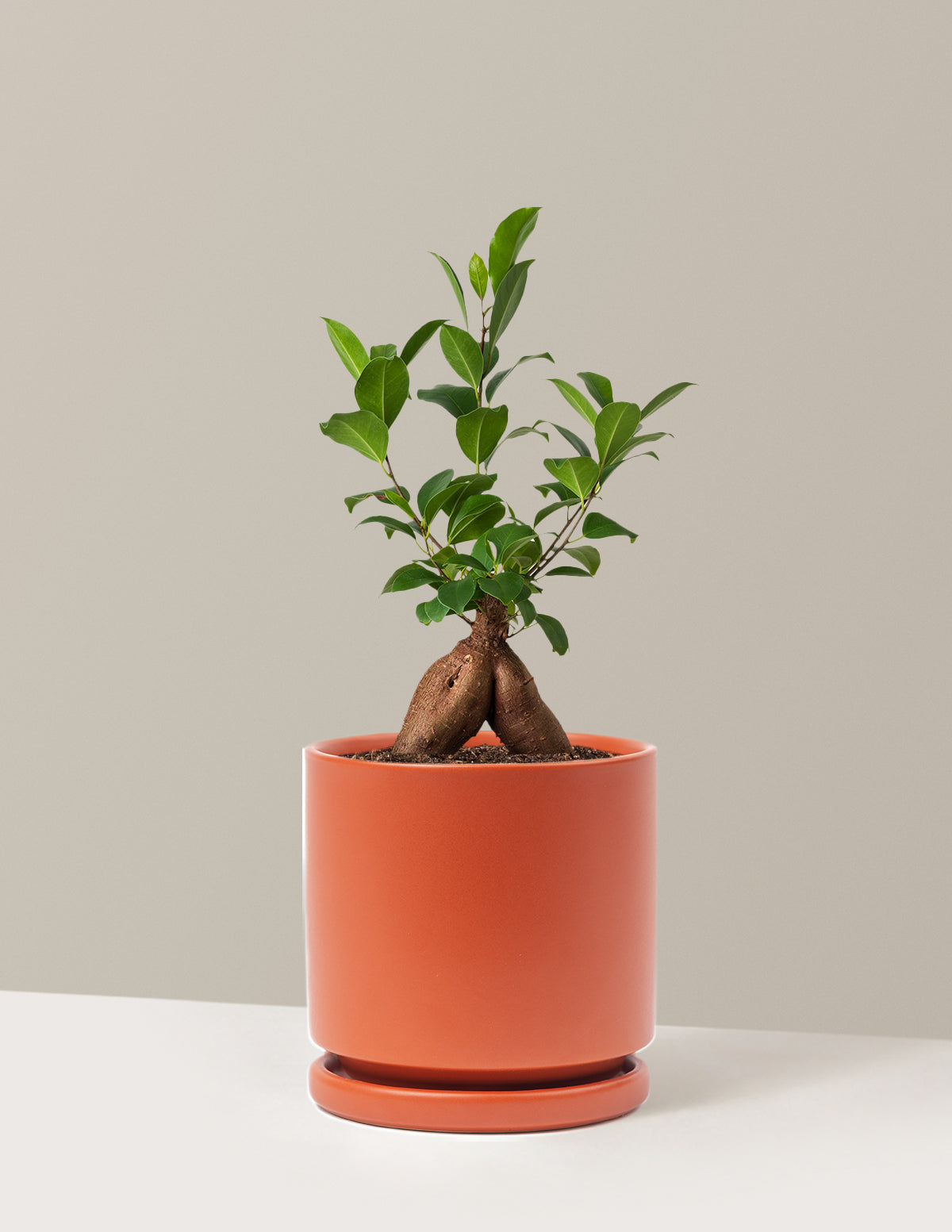 Ficus Ginseng