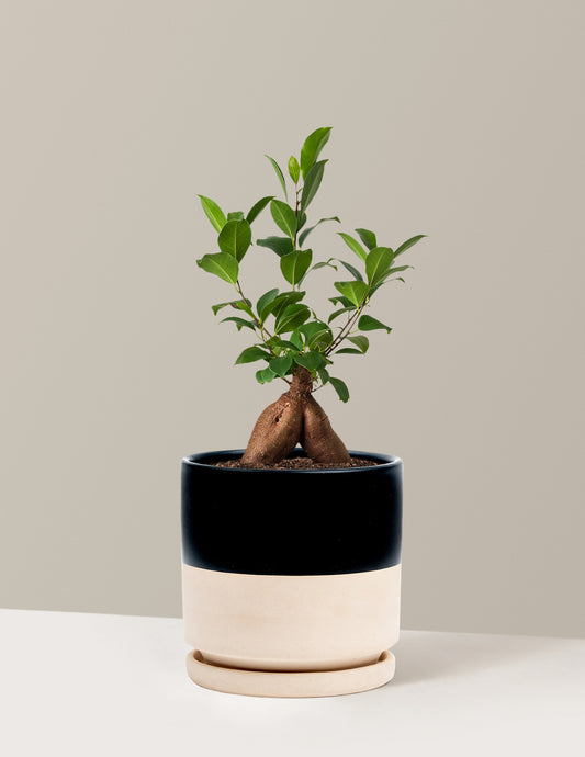 Ficus Ginseng