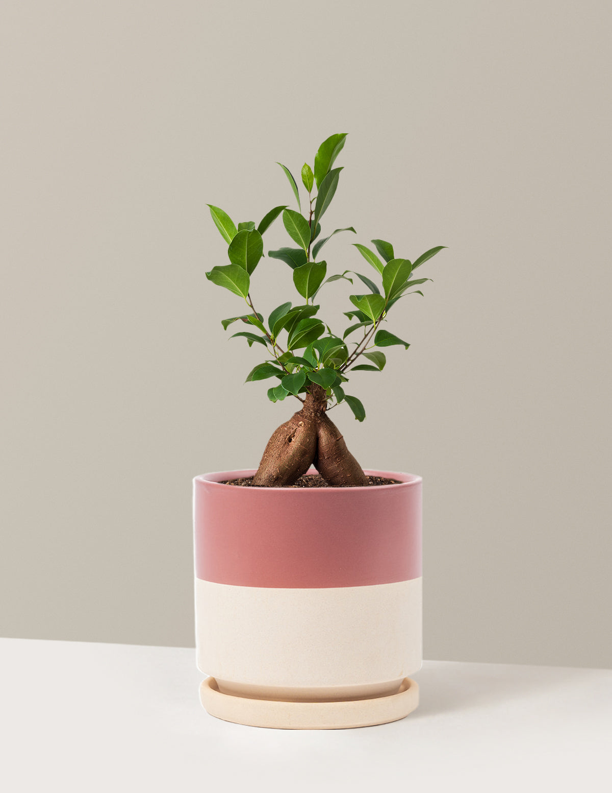 bundle | Medium | Isabella | Top Half Dusty Rose