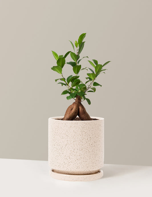 Ficus Ginseng