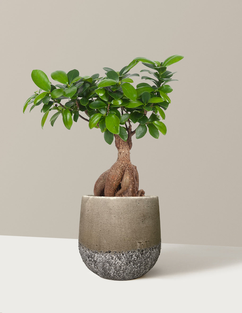 Bonsai Ficus Ginseng