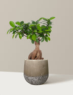 Bonsai Ficus Ginseng