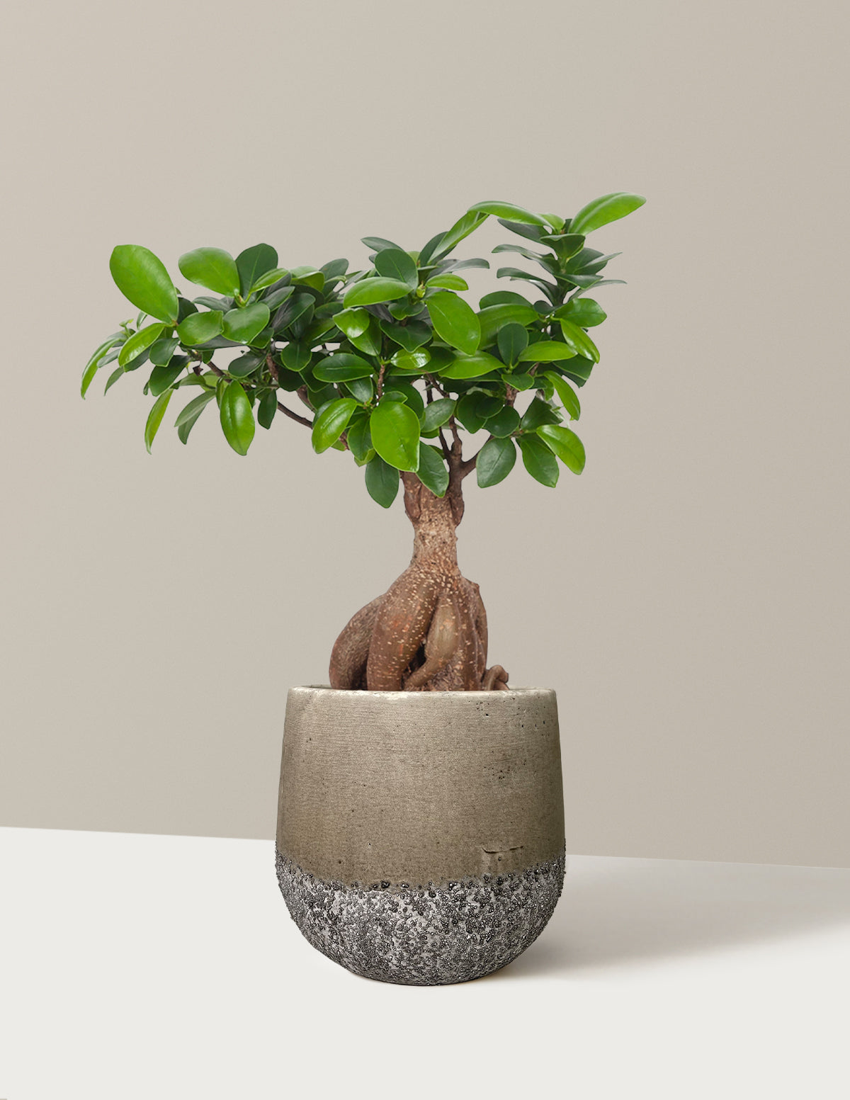 Bonsai Ficus Ginseng